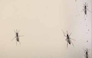 Inverno com Calor = Aedes
